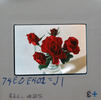 RSM J1 rose photo