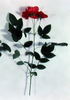 67.34.P0.02 rose photo