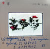 RSM K1 rose photo
