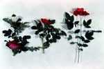 RSM K1 rose photo