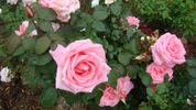 Bon Accord rose photo