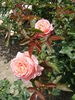 Bon Accord rose photo