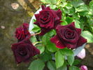 Black Beauty ® rose photo