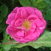 Augusta rose photo