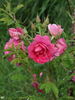 Augusta rose photo