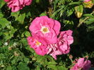 Augusta rose photo