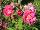 Augusta rose photo