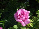 Alison rose photo