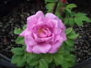 Alison rose photo