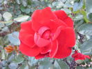 Andalusien ® rose photo
