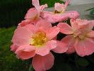 Rachel Bowes Lyon rose photo