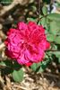 09 4E 18F 1 rose photo