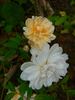 Callis rose photo