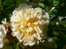 Callis rose photo