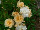 Callis rose photo