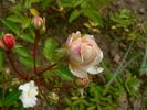 Callis rose photo