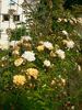 Callis rose photo