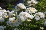 Callis rose photo