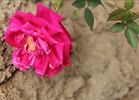 Chi Long Han Zhu rose photo
