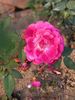 Chi Long Han Zhu rose photo