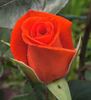 Cheshire Life rose photo