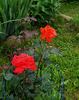 Cheshire Life rose photo