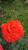 Cheshire Life rose photo