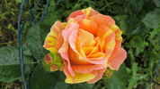 Paul Cézanne ® rose photo