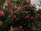 Bandito! rose photo