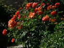 Bandito! rose photo
