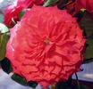 Bandito! rose photo