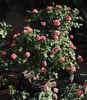 Bandito! rose photo