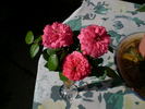 Bandito! rose photo