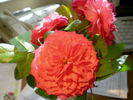 Bandito! rose photo