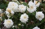 Ravensworth rose photo