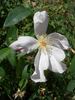 Lila Banks rose photo