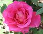Madras rose photo