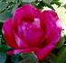 Madras rose photo