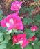 Madras rose photo