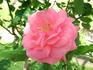 Elegant Design rose photo