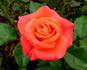 Bahia rose photo