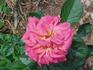Chelsea Morning™ rose photo