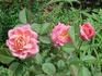 Chelsea Morning™ rose photo