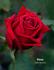 Classy rose photo