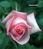 Esme Euvrard rose photo