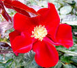 Elsina Dean rose photo