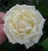 Faith Whittlesey ™ rose photo