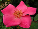 Frances Ashton rose photo