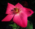 Frances Ashton rose photo