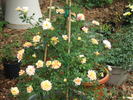 Earthquake, Cl. rose photo